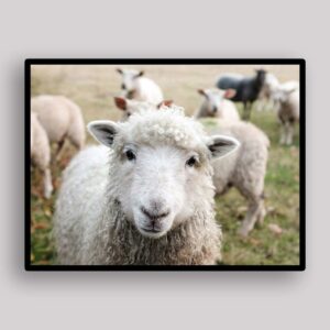 Curious Sheep Portrait