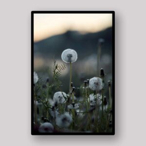 Dandelion Seed Heads