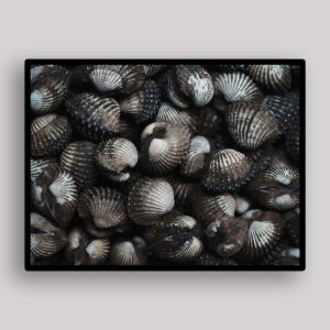 Dark Cockle Shells