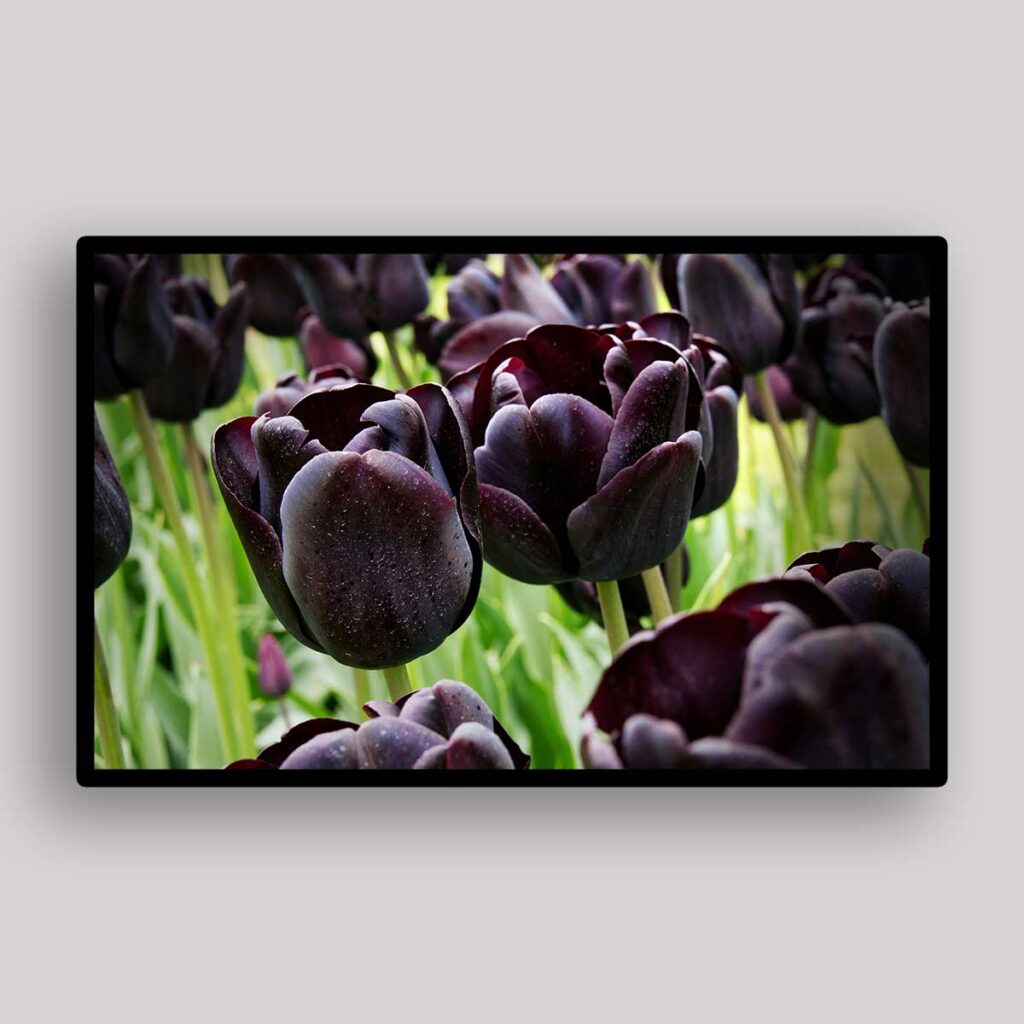 Dark Tulip Garden