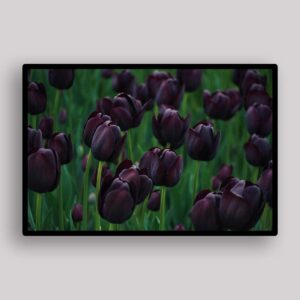 Deep Purple Tulips