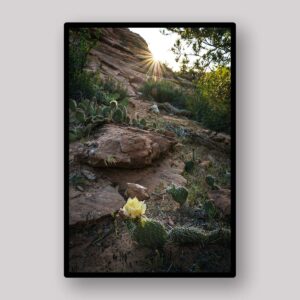 Desert Sunburst Trail