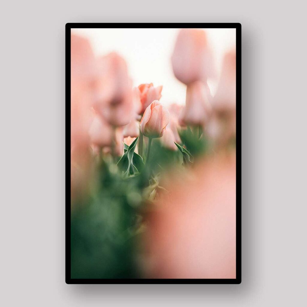 Dewy Tulip Dream