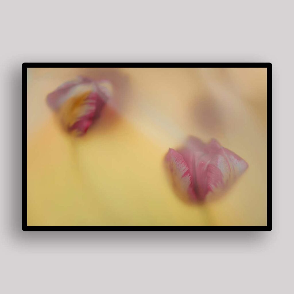 Dreamy Tulip Blur