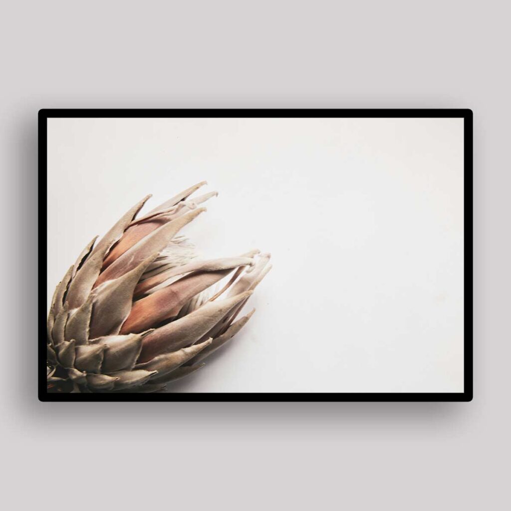 Dried Protea Shell