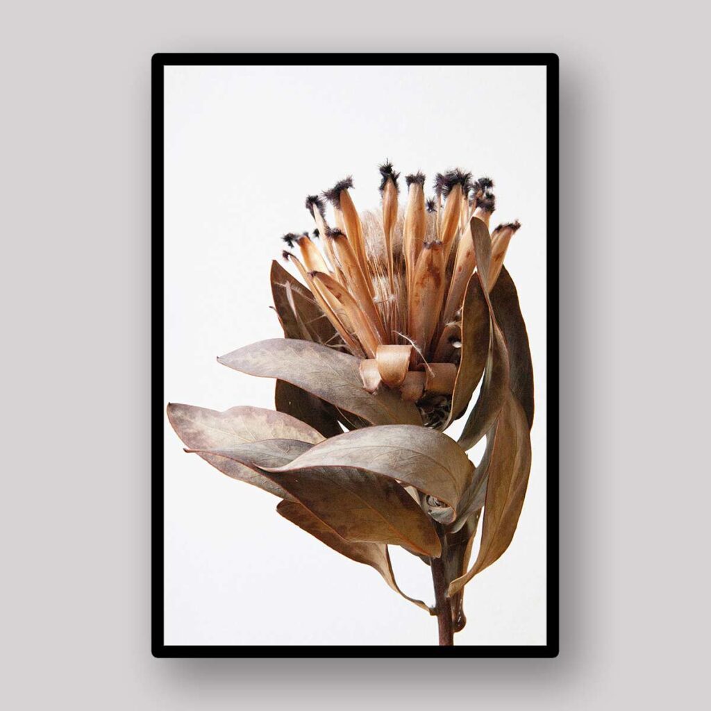 Dried Protea Stem