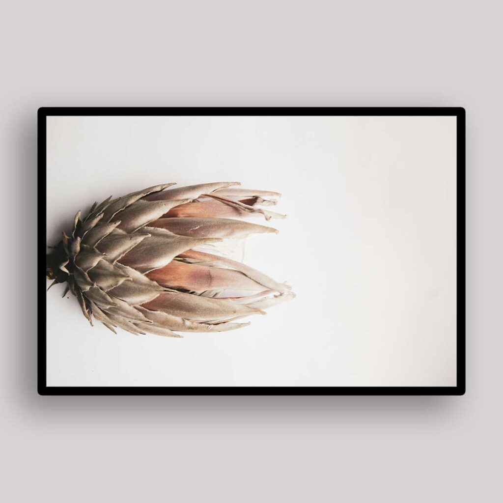 Dried Protea Study