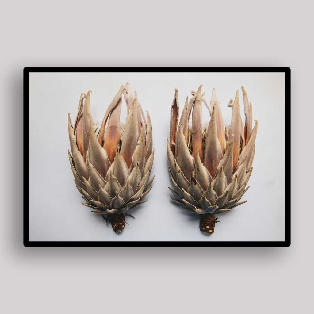 Dried Protea Twins