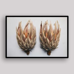 Dried Protea Twins