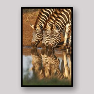 Drinking Zebra Pair