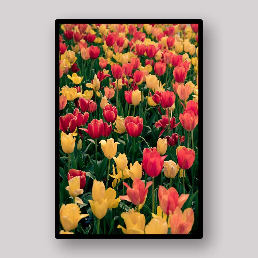 Endless Tulip Field