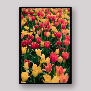Endless Tulip Field