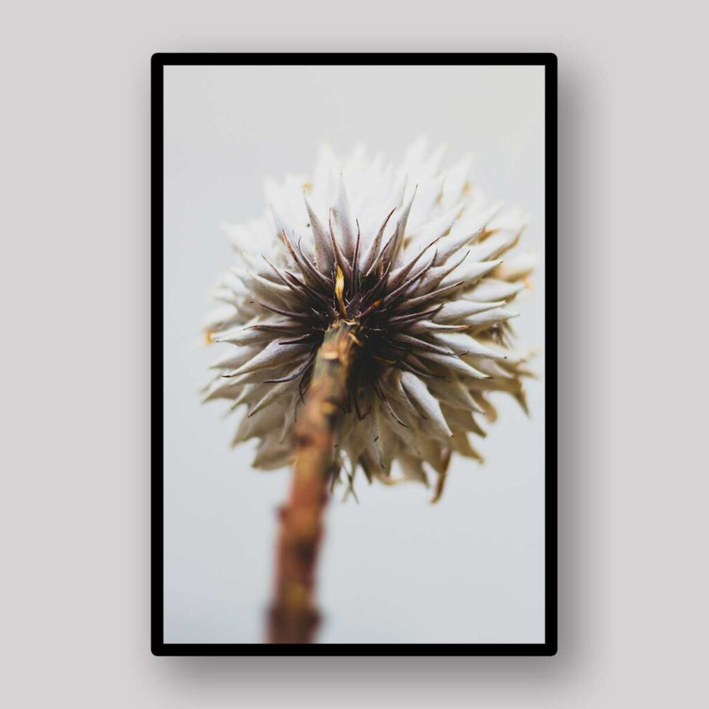 Faded Protea Stem