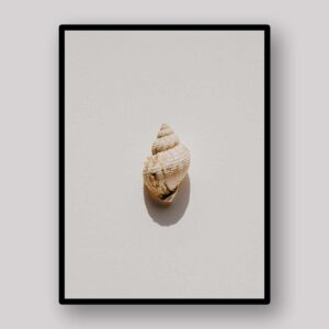 Floating Shell Shadow