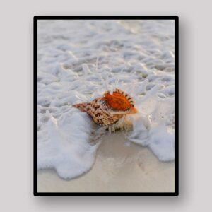 Foam Washed Shell