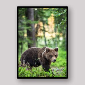Forest Bear Cub