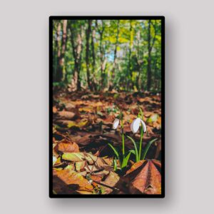 Forest Floor Flower