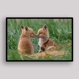 Fox Kit Pair
