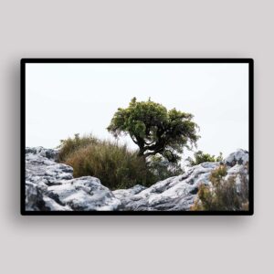 Fynbos Rock Tree