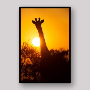 Giraffe Sunset Silhouette