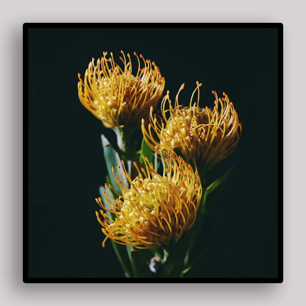 Golden Pincushion Protea