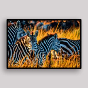 Golden Zebra Herd