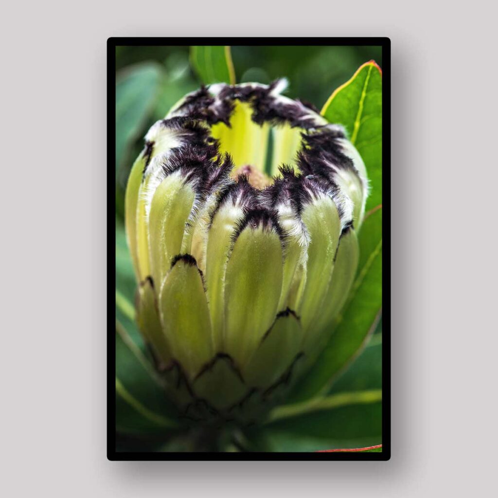 Green Protea Crown