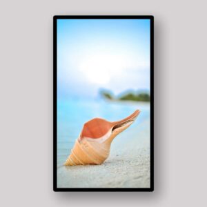 Handheld Conch Shell