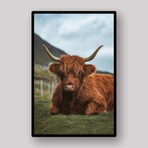 Highland Cow Meadow