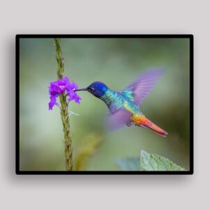 Jewel Hummingbird Hover