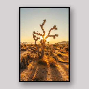 Joshua Tree Sunset