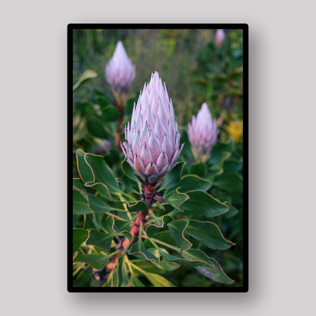 Lavender Protea Stem