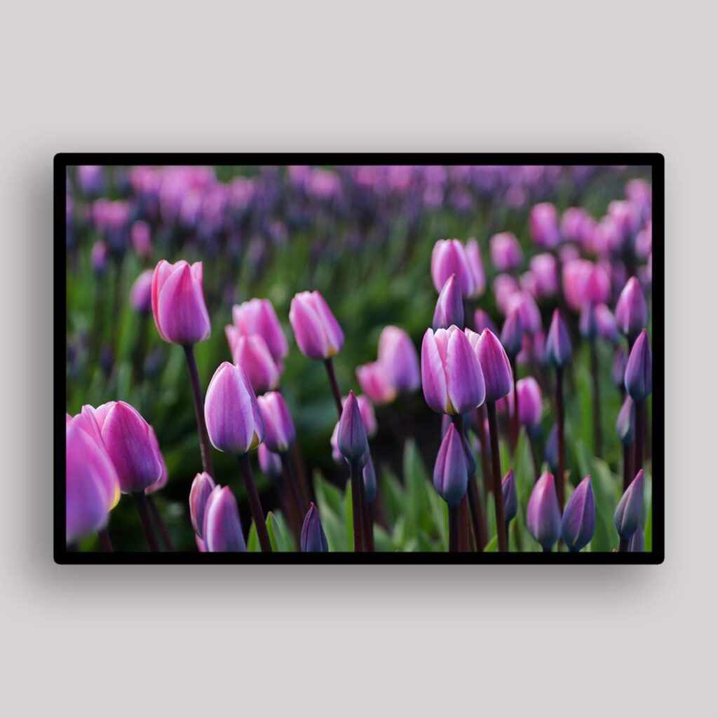 Lavender Tulip Field