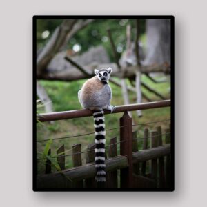 Lemur Branch Watch
