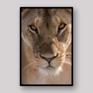 Lioness Close Portrait