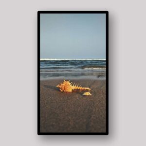 Lone Beach Shell