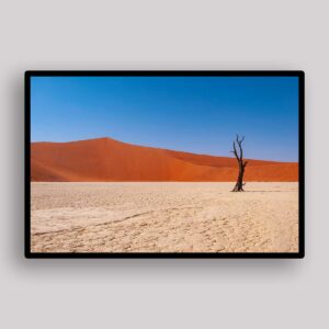 Lone Desert Tree