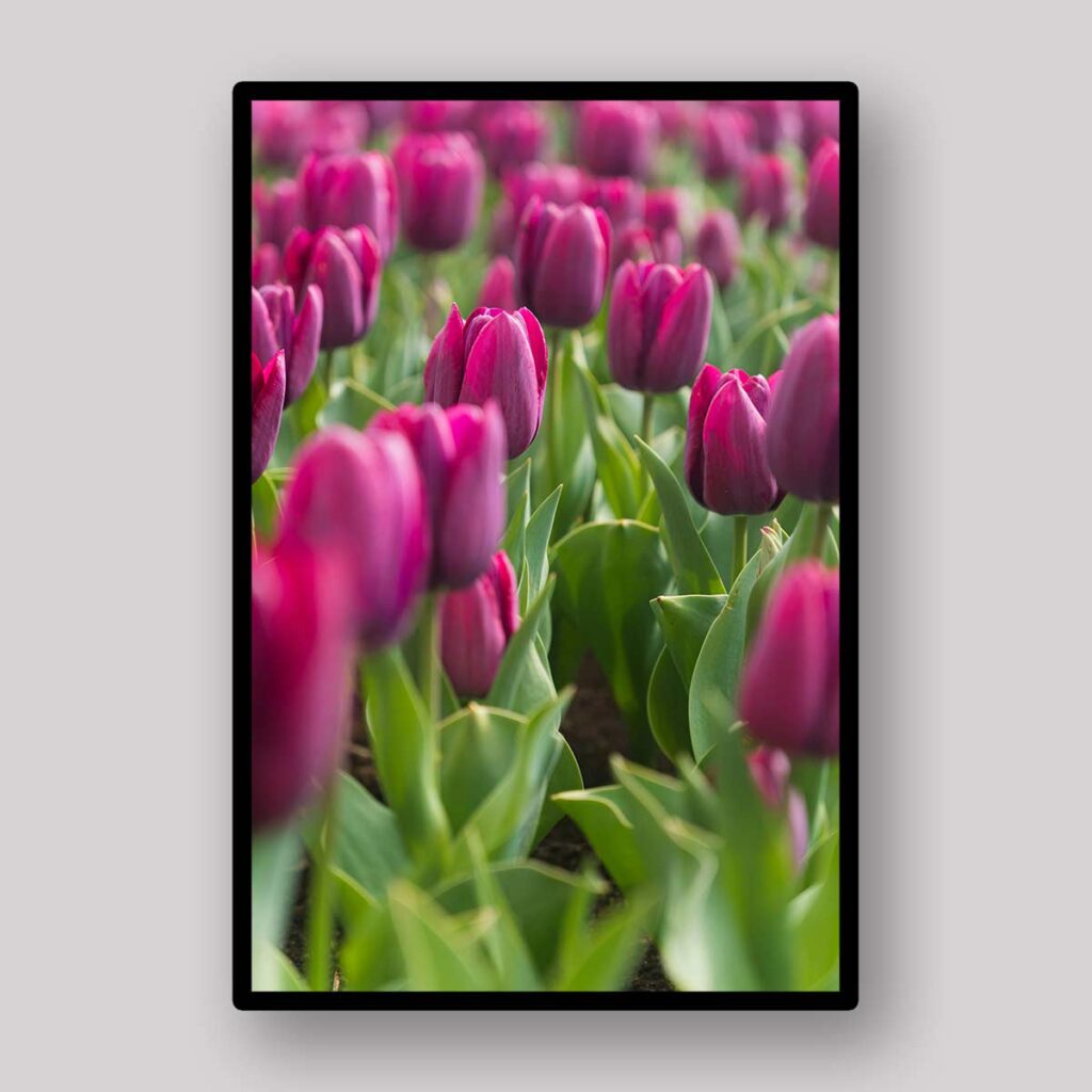 Magenta Tulip Rows