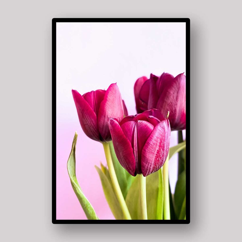 Magenta Tulip Trio