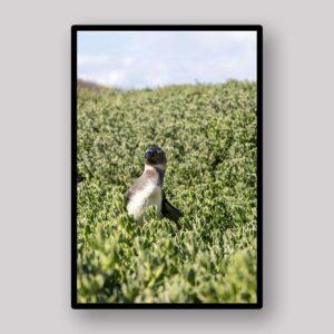 Meadow Bird Portrait
