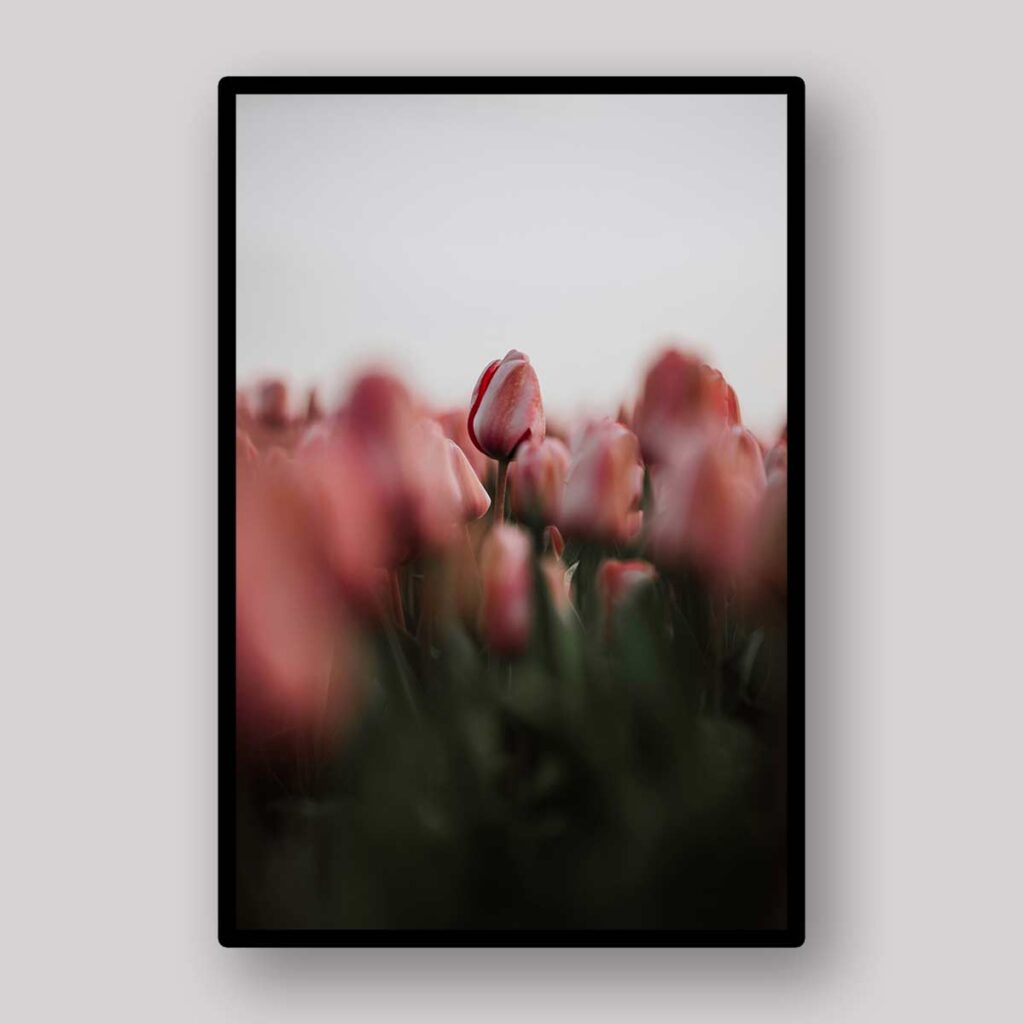 Misty Tulip Buds