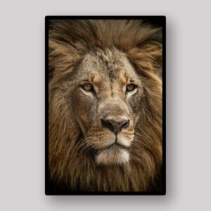 Noble Lion Portrait