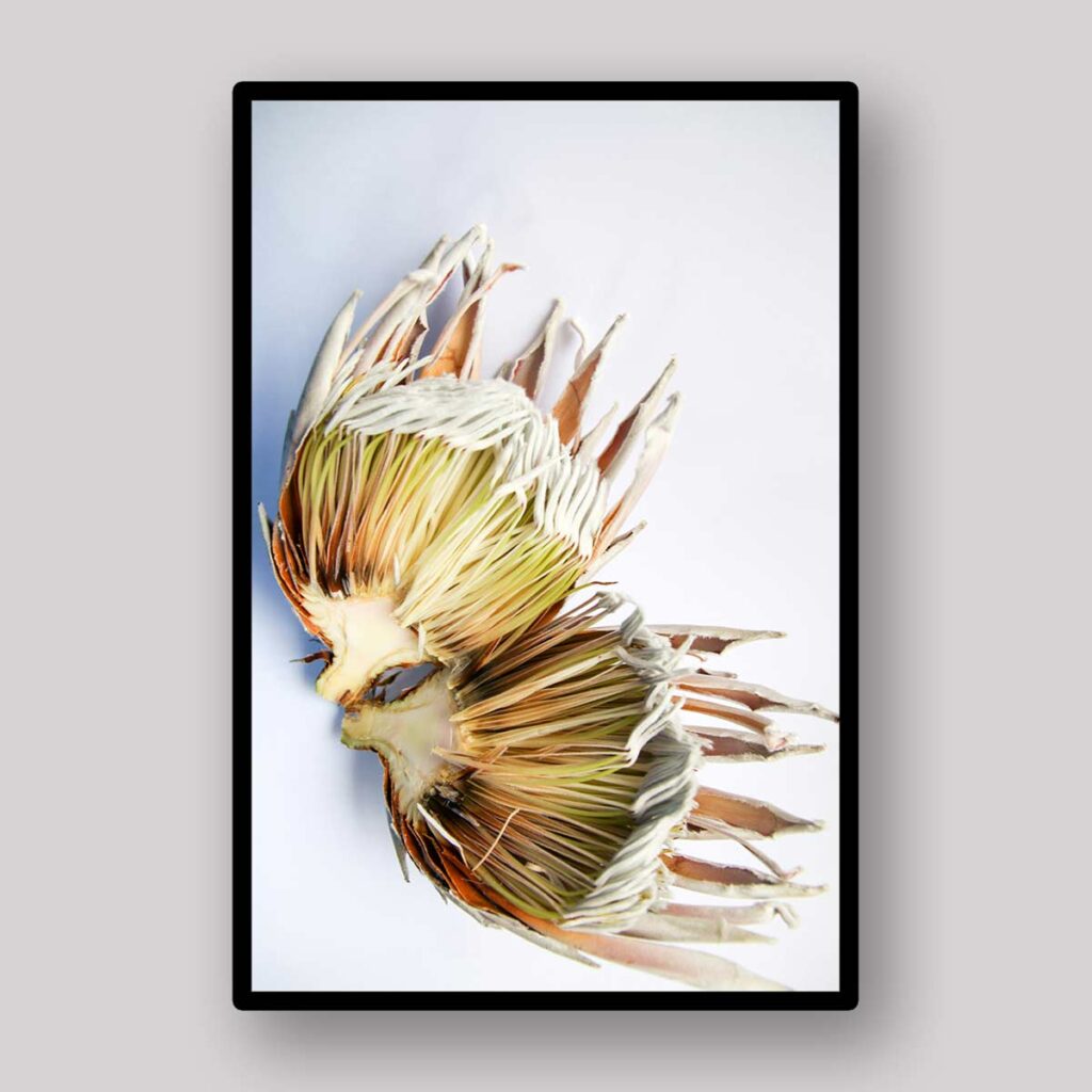 Open Protea Study