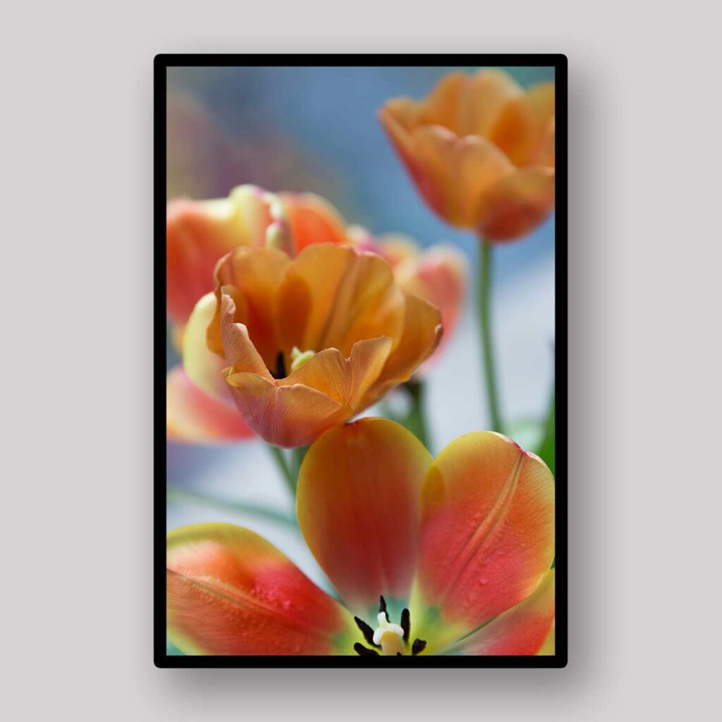 Orange Blossom Detail