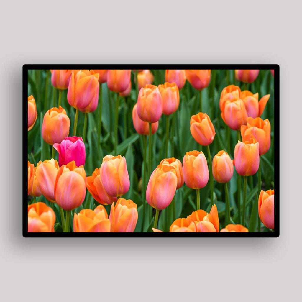 Orange Tulip Field