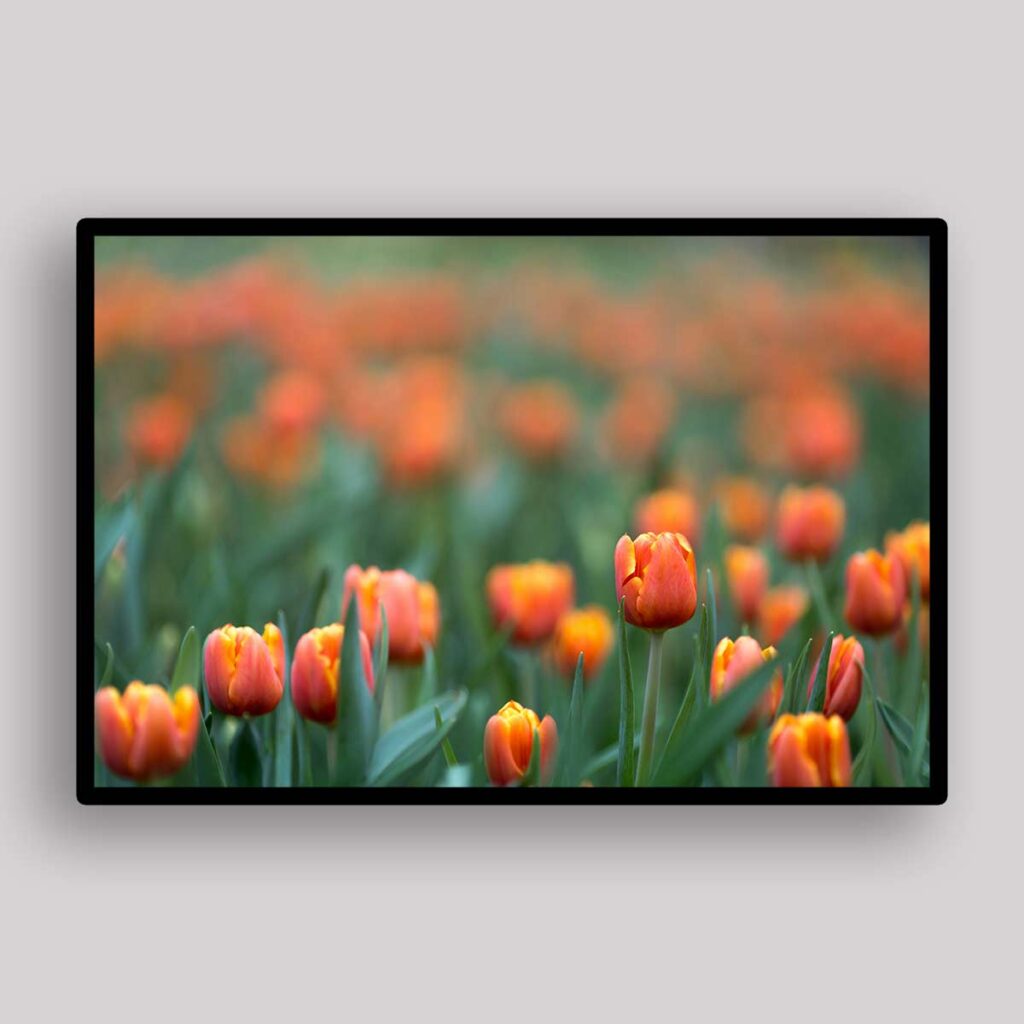 Orange Tulip Haze
