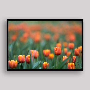 Orange Tulip Haze