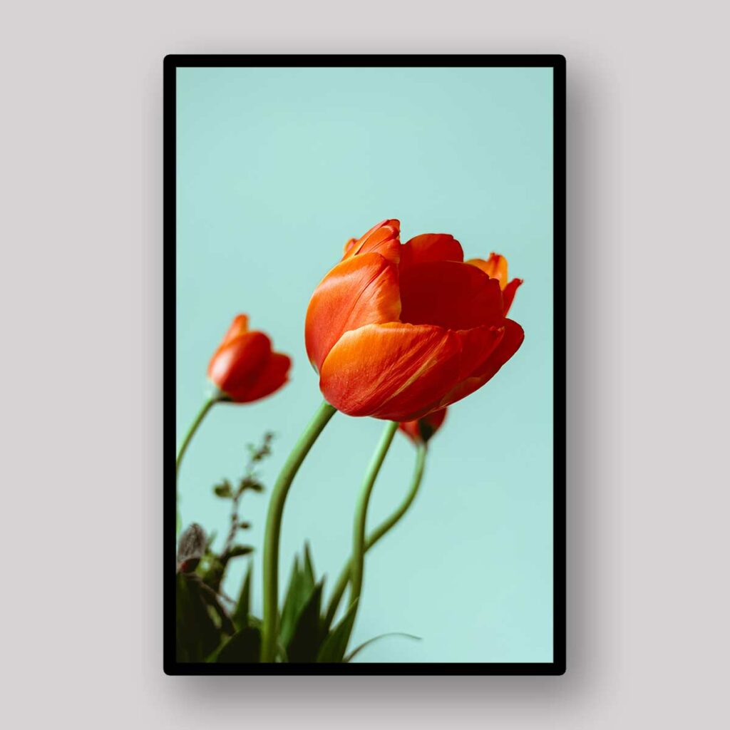 Orange Tulip Minimal