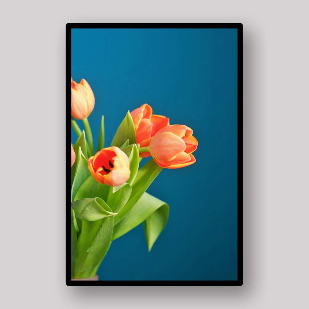 Orange Tulip Pair