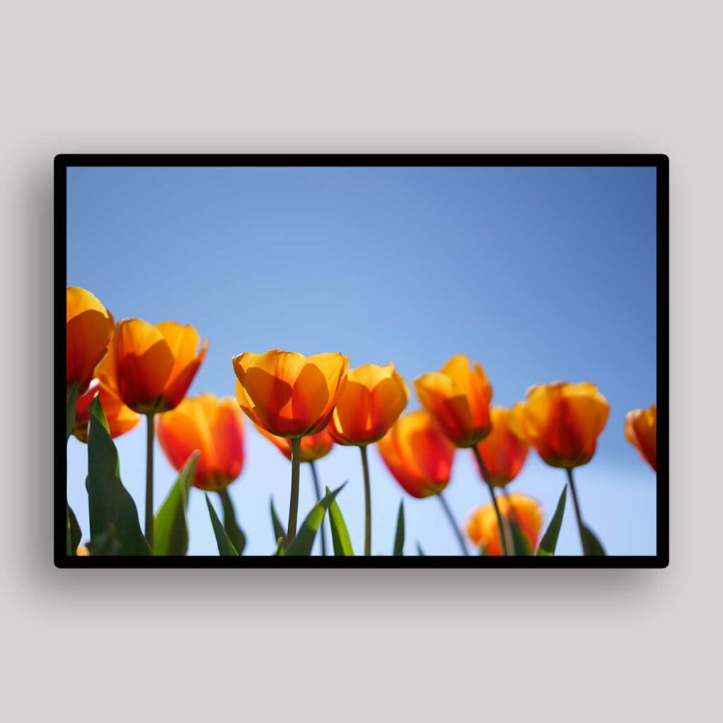 Orange Tulips Sky